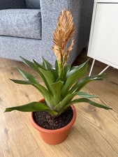 Bromeliad vriesea variety for sale  LIVERPOOL
