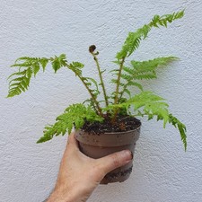 Cyathea australis d'occasion  Nice-