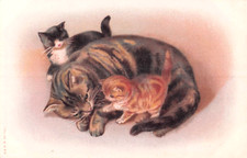 Dorothy pope tabby for sale  BLAIRGOWRIE
