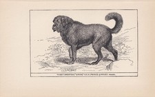 tibetan mastiff for sale  BIDEFORD
