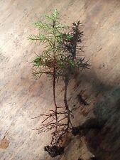 Eastern red cedar for sale  Dry Ridge