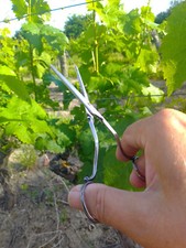 Paire ciseaux raisin d'occasion Paire ciseaux raisin d'occasion  Montreuil-Bellay