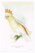 Major mitchell cockatoo for sale  DEREHAM