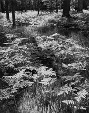 Vtg ansel adams for sale  Woodstock