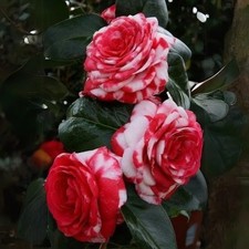 Corte vermelho multicolorido Camélia Japonica "Árvore Rosa" para enraizamento e propagação comprar usado Corte vermelho multicolorido Camélia Japonica "Árvore Rosa" para enraizamento e propagação comprar usado  Enviando para Brazil