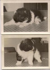 Adorable rolly polly for sale  Thomasville