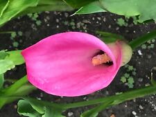 Calla lily bulbs for sale  Wilmette