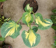 Prachtvolle funkie hosta gebraucht kaufen  Eberhardzell