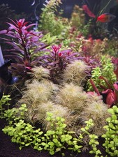 Rare unique aquarium for sale  BIRMINGHAM