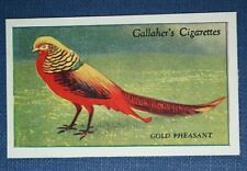 Golden pheasant vintage for sale  DERBY