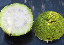 Maclura pomifera tree for sale  Venice