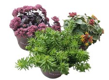 Gartenpflanzen sedum mauerpfef gebraucht kaufen Gartenpflanzen sedum mauerpfef gebraucht kaufen  Schwarzenfeld