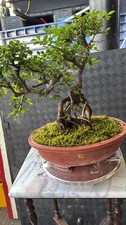 Elm bonsai easy for sale  LIVERPOOL