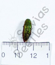 *** BEETLES, (252377) , Buprestidae ssp., China *** comprar usado  Enviando para Brazil