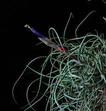 Tillandsia butzii 10cm usato  Italia