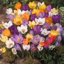 Crocus chrysanthus mix for sale  LONDON