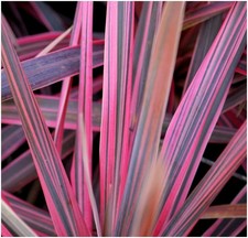 Cordyline southern splendour for sale  PRESTON
