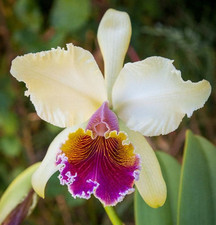 cattleya rex for sale  Mesa