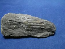 Trilobite eodalmanitina sp. usato  Napoli