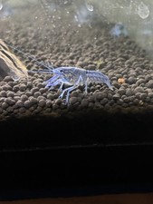 crayfish electric blue for sale crayfish electric blue for sale Platte City