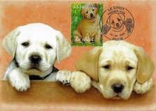 2006 chiot chien d'occasion  Cahors