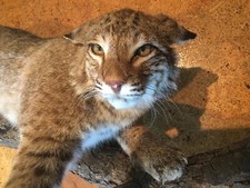 Vintage taxidermy bobcat for sale  Stamford