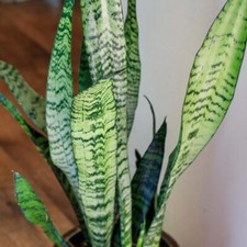 Snake plant clean for sale  Hollywood