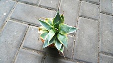 Agave potatorum ikari gebraucht kaufen  Berlin
