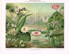 Water lilies antique for sale  Manville