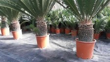 Cycas revoluta esemplari usato  Ragusa