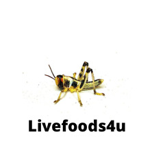 Live locust large for sale  CHESTERFIELD