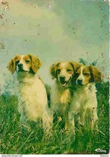 Animaux chiens epagneul d'occasion  Fruges