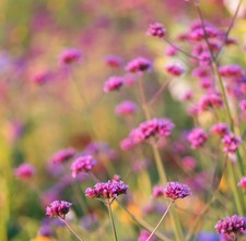Verbena bonariensis vanity for sale  NORWICH