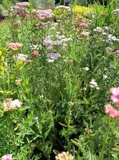 Achillea millefolium summer gebraucht kaufen  Brilon
