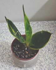 Sansevieria trifasciata golden for sale  Webster