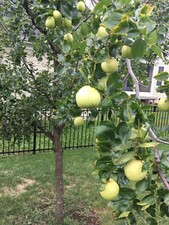 Jujube tree cuttings for sale  Crozet