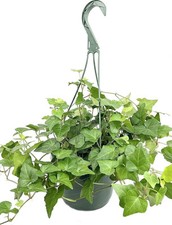 Green english ivy for sale  USA