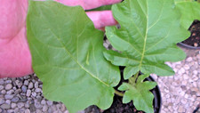 Piantina. solanum chrysotrichu usato  Ponte Lambro