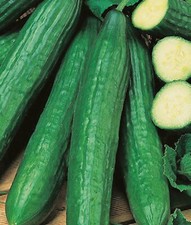 Graines traitées concombre d'occasion Graines traitées concombre d'occasion  France