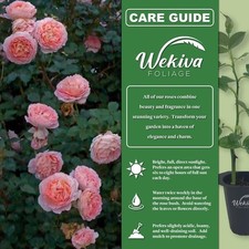 Abraham darby rose for sale  USA