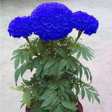 100 blue marigold for sale  Saint Michaels