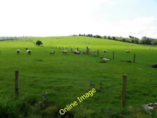 Photo 6x4 sheep for sale  FAVERSHAM