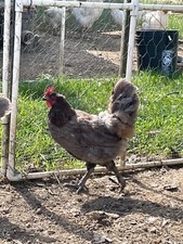 Blue maran hatching for sale  Pickerington