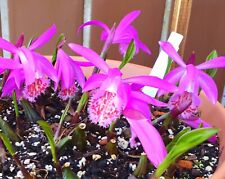 pleione orchids for sale pleione orchids for sale NOTTINGHAM