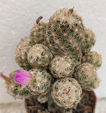Escobaria minima ariocarpus usato  Brindisi