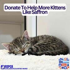 Donate help kittens for sale  WAKEFIELD