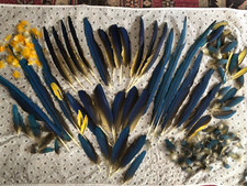 blue macaw for sale blue macaw for sale ROMFORD