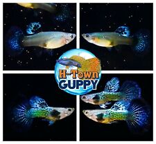Trio live aquarium for sale  Katy