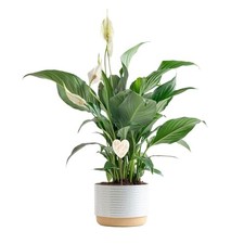 Live plant decor for sale  Miami