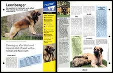 Leonberger routine dogs for sale  SLEAFORD